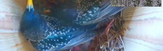 Reporter: Lõuna-Eesti kuldnokapesas käib vilgas elu