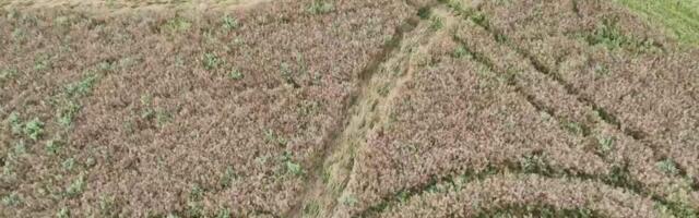 Pättidest rallitajad rikkusid rapsipõllu