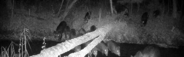 VIDEO | Rajakaamerasse jäi suur metsseakari. Mitu notsut suudad sina kokku lugeda?