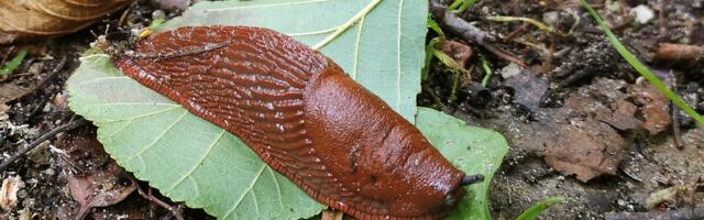 Rein Sikk: kui pistaks teeteod hoopis nahka?