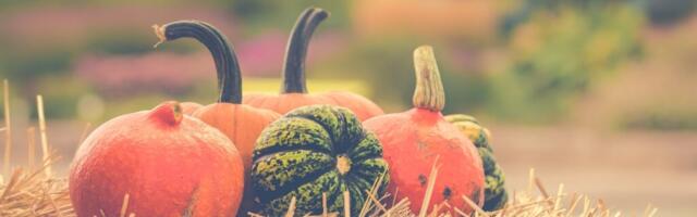 Mida kasulikku sisaldab kõrvits?