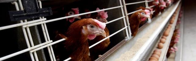 Puurivaba munatootmine vajab koostööd, mitte sundi