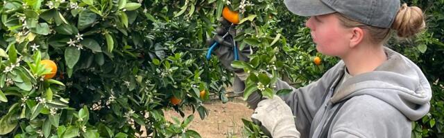 Tööaasta Austraalias. Magati kodutuna autos, kiirtoit, aga lõpuks taskud rahast punnis