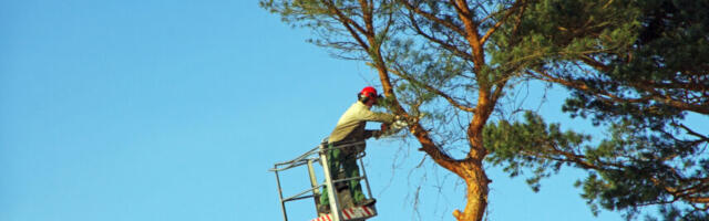 Puude hooldus kevadel: millal piisab lihtsast lõikusest ja millal kutsuda arborist?