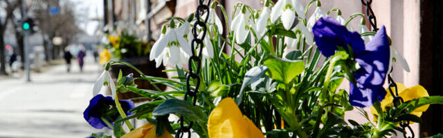 Laupäeval on ilm päikseline ja sajuta