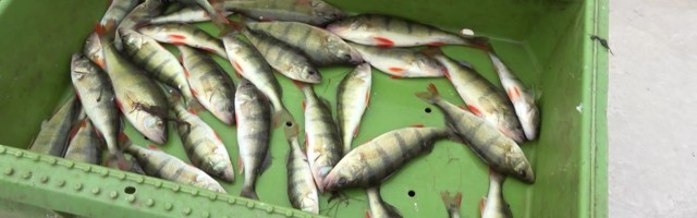 Reporter: Eesti vete kalades liialt palju tervisele ohtlikke aineid?