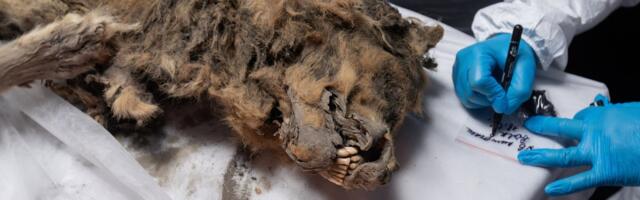 Esmakordne sündmus: vene teadlased lahkavad 44 000 aastat tagasi elanud igikeltsast leitud hunti