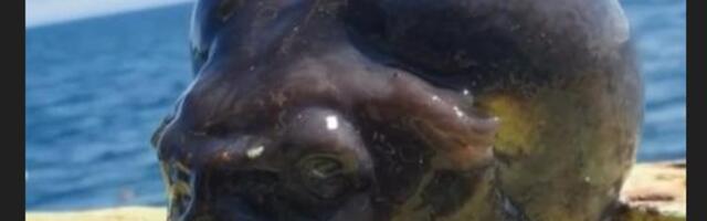 VIDEO | „See on 100% tulnukas.“ Kalamees püüdis ookeanist välja veidra välimusega kala