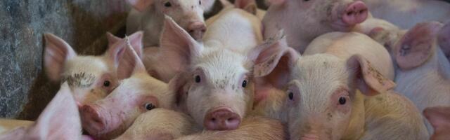 Tartumaal tuvastati sigade Aafrika katk pea 2000 seaga farmis