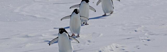 Inimesed muutuvad riiklike ürituste vastu aina ükskõiksemaks