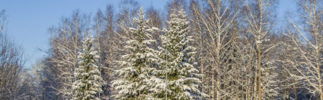 RMK plaanib Läänemaal mullusest enam raiuda