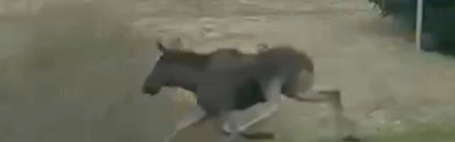 VIDEO: loomadel on jooksuaeg