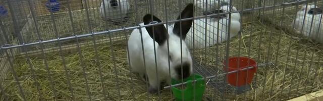 Järva vallas avati Eesti suurim küülikunäitus