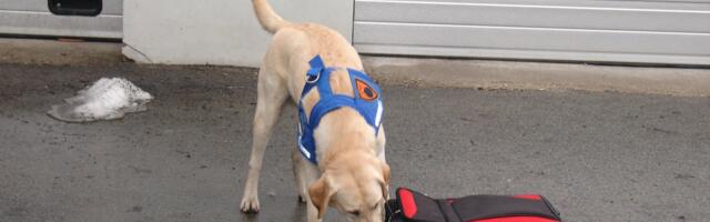 Demineerimiskeskuse pommikoerad said 30