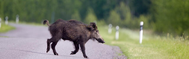 Swedbank kaotas kaskokindlustusel omavastutuse kokkupõrkel loomade ja lindudega