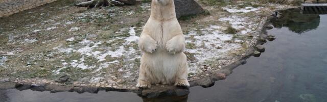 Loomaaed tähistab laupäeval ülemaailmset jääkarupäeva