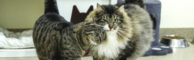 Veebruar toob kassidele koduõnne – varjupaikadest lahkub rekordarv hiirekuningaid