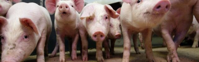 Sigade Aafrika katku ennetamise investeeringuteks taotleb toetust 19 tootjat