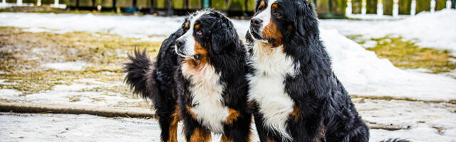 Lemmikloomade vaktsineerimine on vähenenud