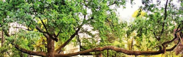 Euroopa aasta puu konkursi võitis ainulaadse kujuga tamm Poolast