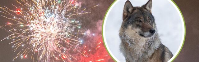 Viljandi elanike plaan: ajame hundid metsa tagasi Eesti võimsama ilutulestikuga