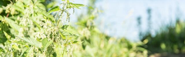 UUT MOODI HALJASALA: Tartu teadlased katsetavad, kuidas linna rohkem loodust tuua