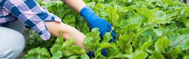 Kuidas toita Eestit aastal 2030?