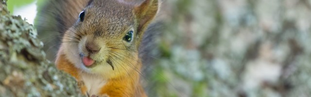 Julge oravapoiss turvab oma päästja kassaaparaati