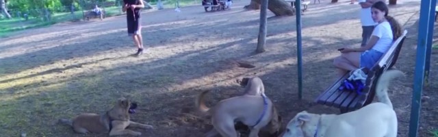 Reporter: Iisraelis hakatakse laokile jäetud koertejunnidest DNA-d võtma, et lemmiku omanikule trahv saata!