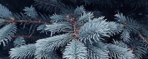 Elva valla jõulukuusk jõudis täna keskväljakule