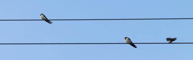 Laupäeval vallutavad Eestimaa tornid linnuvaatlejad