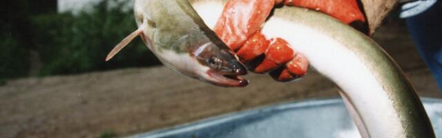 Läänemeres on mitmed kalapopulatsioonid ülikriitilises seisus