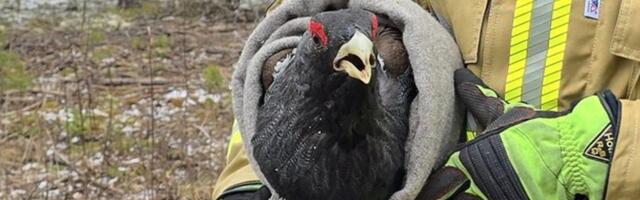 FOTO | Harjumaa taluhoovis ründab elanikke agressiivne metsis