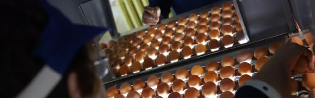 Raadiohommikus: hobiinvestorid USA börsist, kallid munad ja ebavajalik Euroopa direktiiv