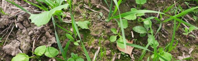 Nädal põllul: talirapsi ja talirüpsi umbrohutõrje