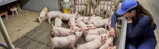 Eesti seakasvatajad vajavad riigilt tuge tootmise taastamiseks pärast SAK-puhanguid