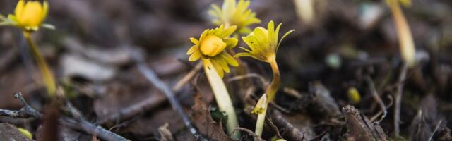PROGNOOS | Ilmatargad räägivad, millal saabub tõeline kevad