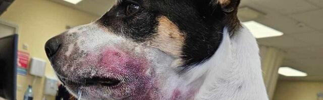 Müüt, et rästikuhammustus loomadele ei mõju: koertele on tulnud isegi nahka siirdada