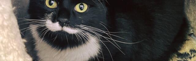 Varjupaikade MTÜ: selle nädala staar on Teriina Võru varjupaigast