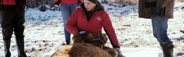 В Германии корову ловили полгода