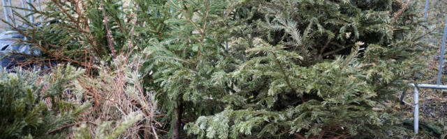 Tallinn korraldab ka tänavu jõulukuuskede tasuta kogumise