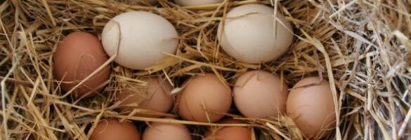 Paljud teevad selle vea kanamunade keetmisel.