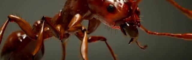 BIZARNA TRGOVINA U AFRICI: Mravi skuplji od zlata – jedna matica ide i do 220 dolara!