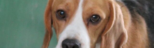 Uuest aastast keelustatakse koerte püsiv ketis pidamine