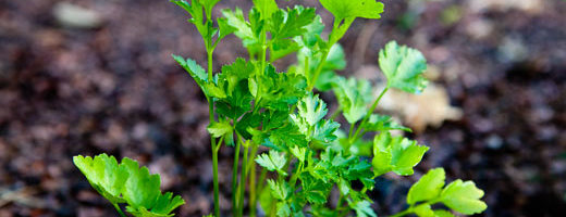 Petersell aitab nahakahjustuste ja akne vastu