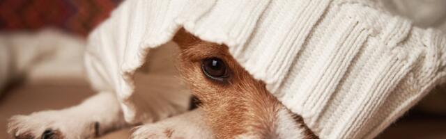 Loomakaitse Selts kutsub üles ilutulestikust loobuma, et võtta uus aasta vastu loomasõbralikult