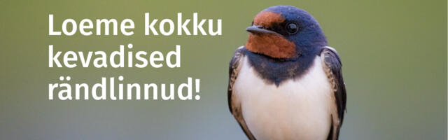 Eesti Ornitoloogiaühing ootab teateid saabuvatest rändlindudest