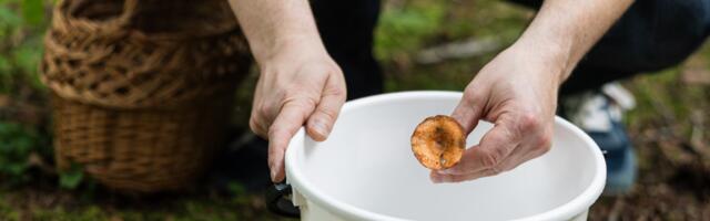 Seente petupaarid: millised söögiseened meenutavad surmavalt mürgiseid liike?