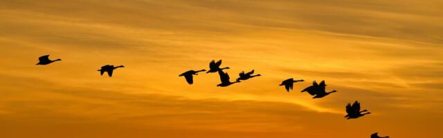 Lindude gripp levib Euroopas jõudsalt