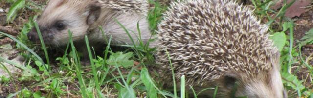 Keeletark: siilipopp – okkalise kasukaga aasta loom